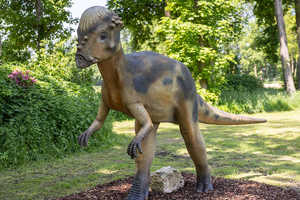 48. Pachycephalosaurus